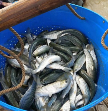 杂交草鱼苗珠江草鱼苗打过疫苗场地直销