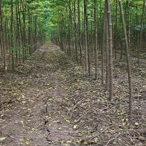 大量出售楝树苗1-5公分，河南楝树苗，3公分楝树，苦楝苗