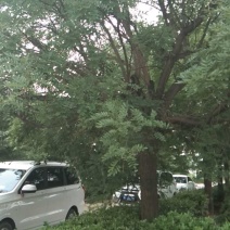 老国槐2到30公分量大，一级树和工程苗大小规格都有
