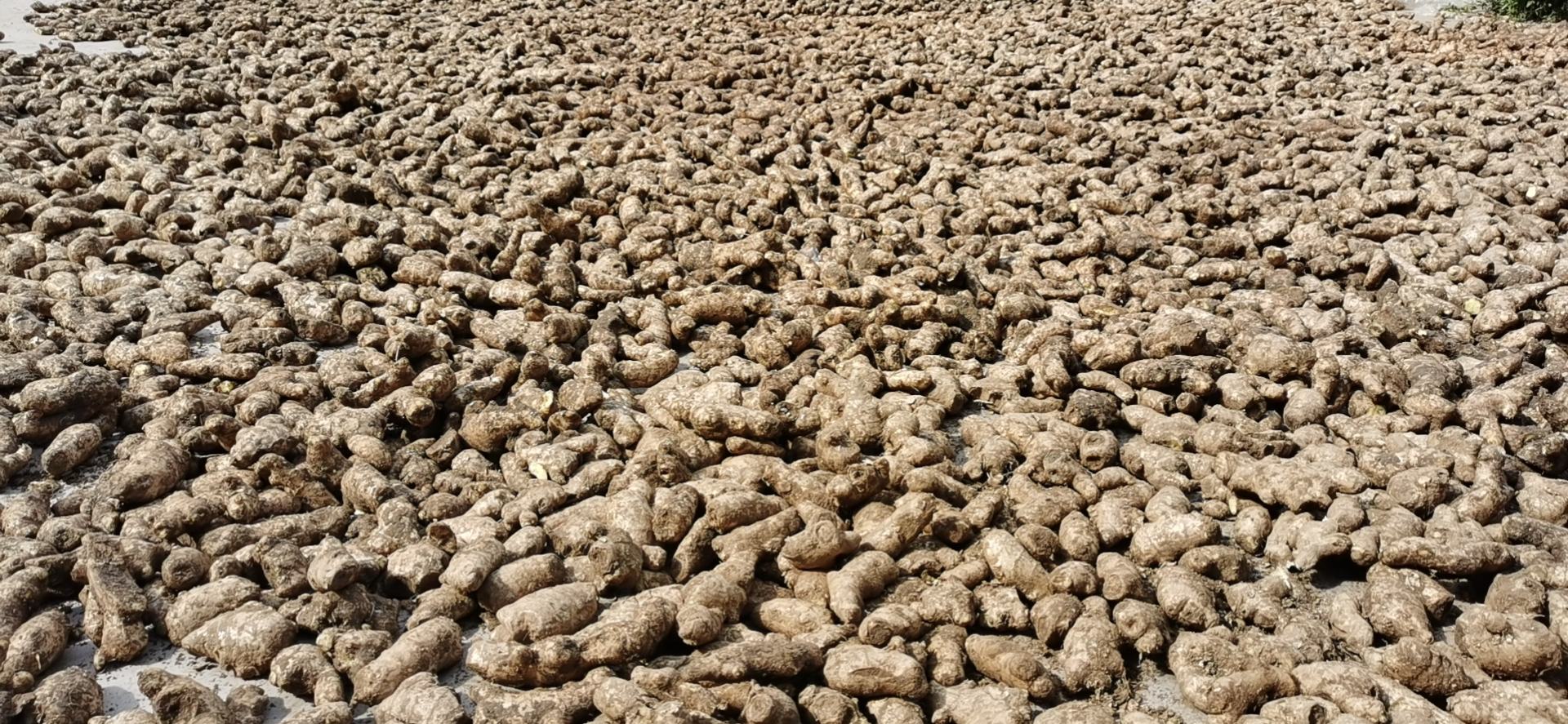 姜母采收后晾晒处理 姜母采收图