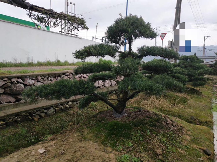 罗汉松在中式园林中的种植场景