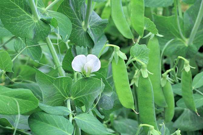 左侧为青豌豆植株,展示其攀援茎、复叶和白色蝶形花;右侧为绿豆植株,呈现矮生形态、黄色小花和密集豆荚。下方排列新鲜青豌豆粒与干燥绿豆籽粒,直观体现颜色、形状和质地差异 青豌豆与绿豆的植物形态对比图