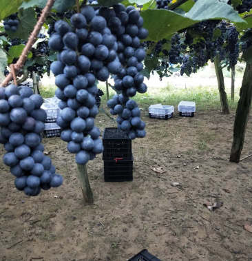 [葡萄苗批发]大树坳高山组的高山葡萄苗2号「刺葡萄」价格5.