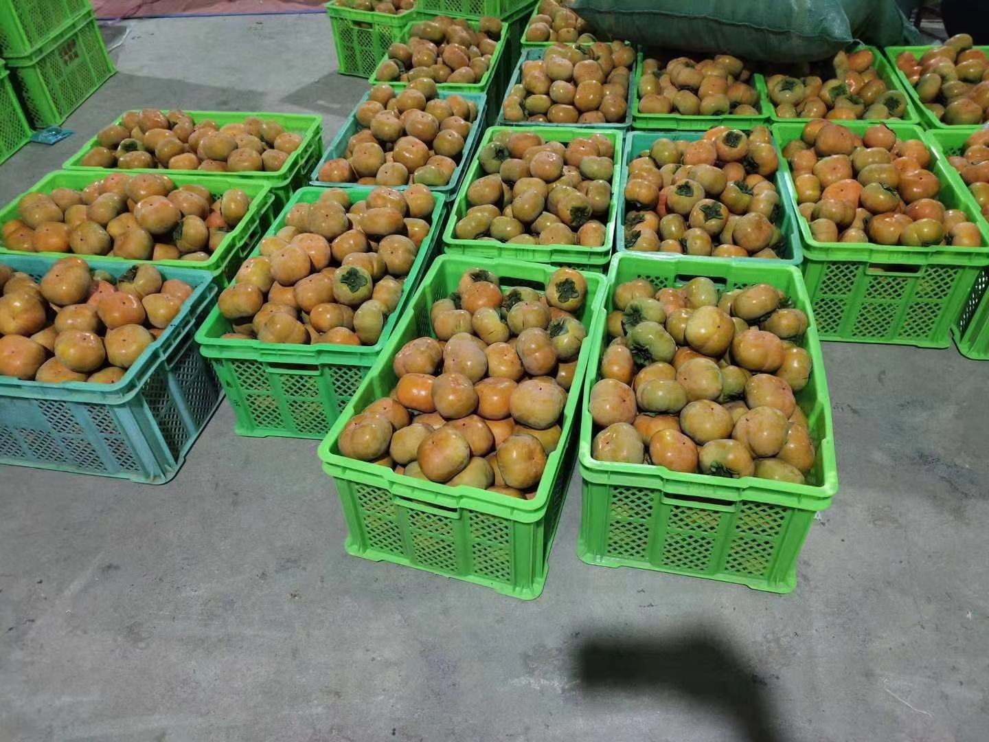 温水脱涩操作现场示意图