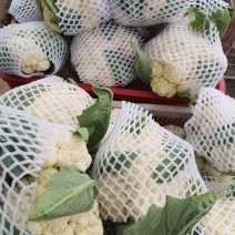 白花菜已上市质优价廉。欢迊新老客户预购前来定购。