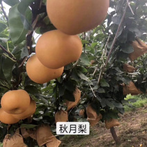 河北秦皇岛昌黎县5公分黄金、锦丰、早酥梨树