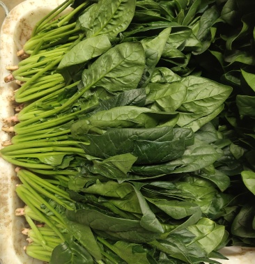 [批发]各种云南菜,西兰花豆类叶菜类价格1.00元/斤 - 一亩田