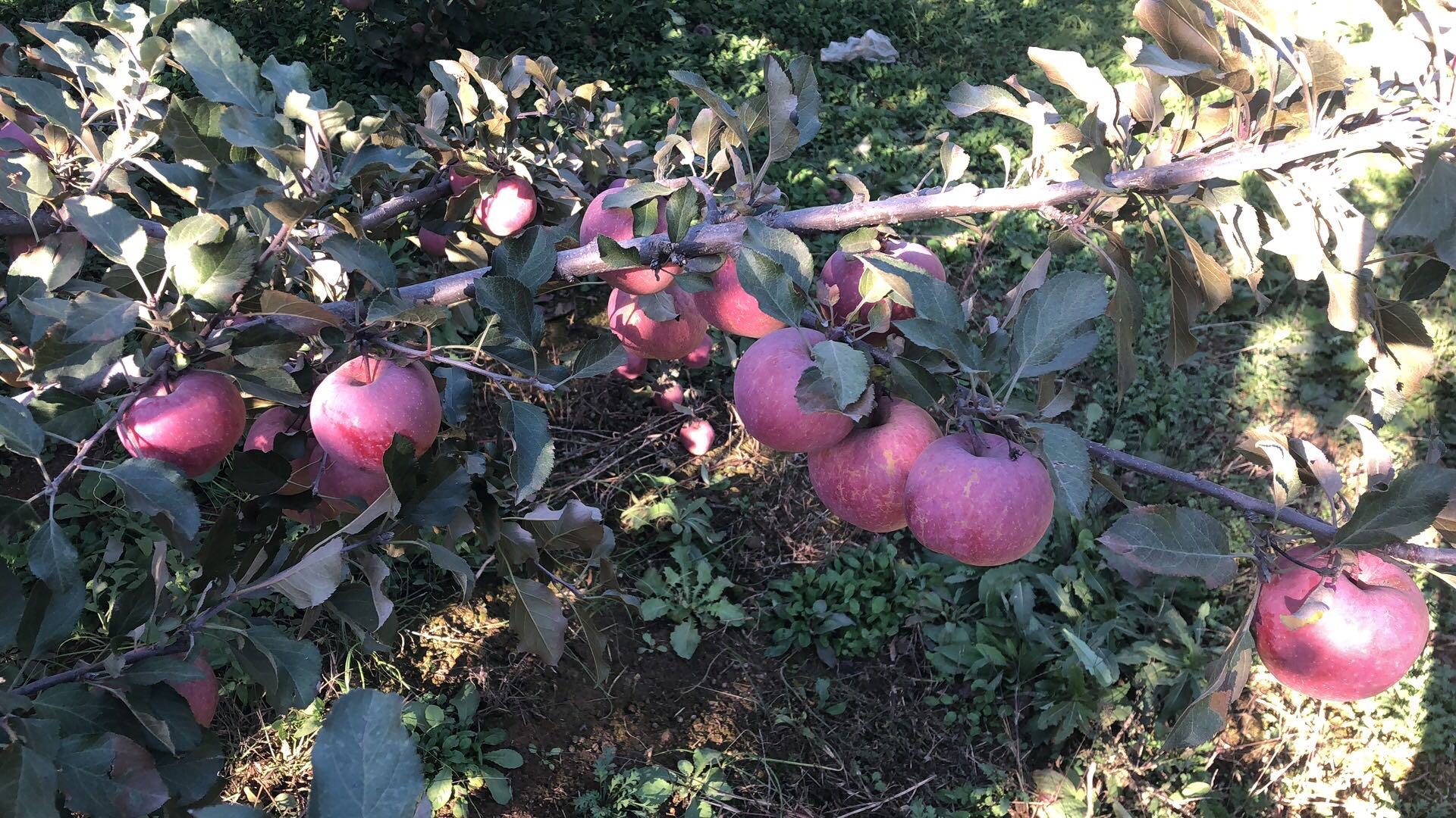 献县苹果种植基地航拍图