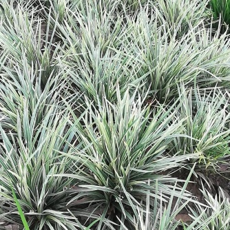 [麦冬草批发]银纹沿阶草自产自销. 种植基地. 低价供应价格1.