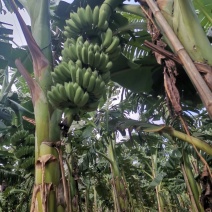 广西农科院香蕉苗、西贡粉蕉苗、金粉一号蕉苗、广粉蕉苗