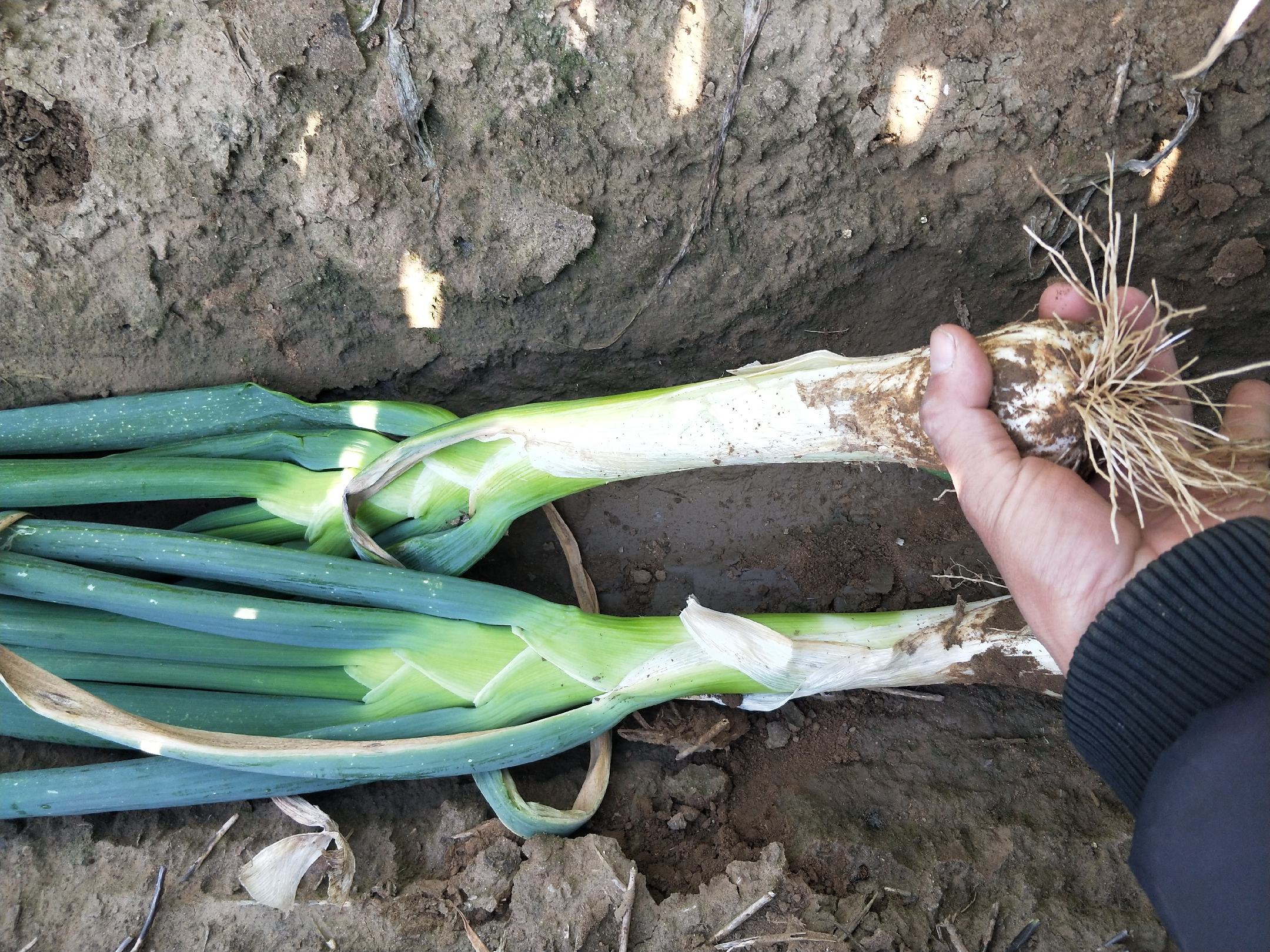 新鲜鸡腿陈列在超市冷鲜柜中，旁边摆放着翠绿的大葱，背景为明亮的灯光和整齐货架