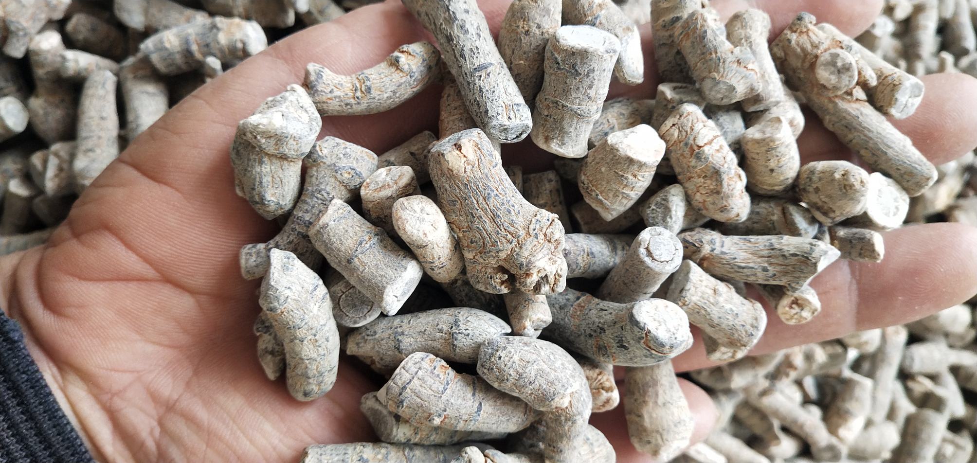 三七植株与干燥块根对比图