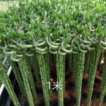 90/1米转运竹，弯竹，富贵竹