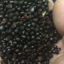 大量批发花椒籽，量大从优