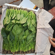 大量叶菜上市了价格随行