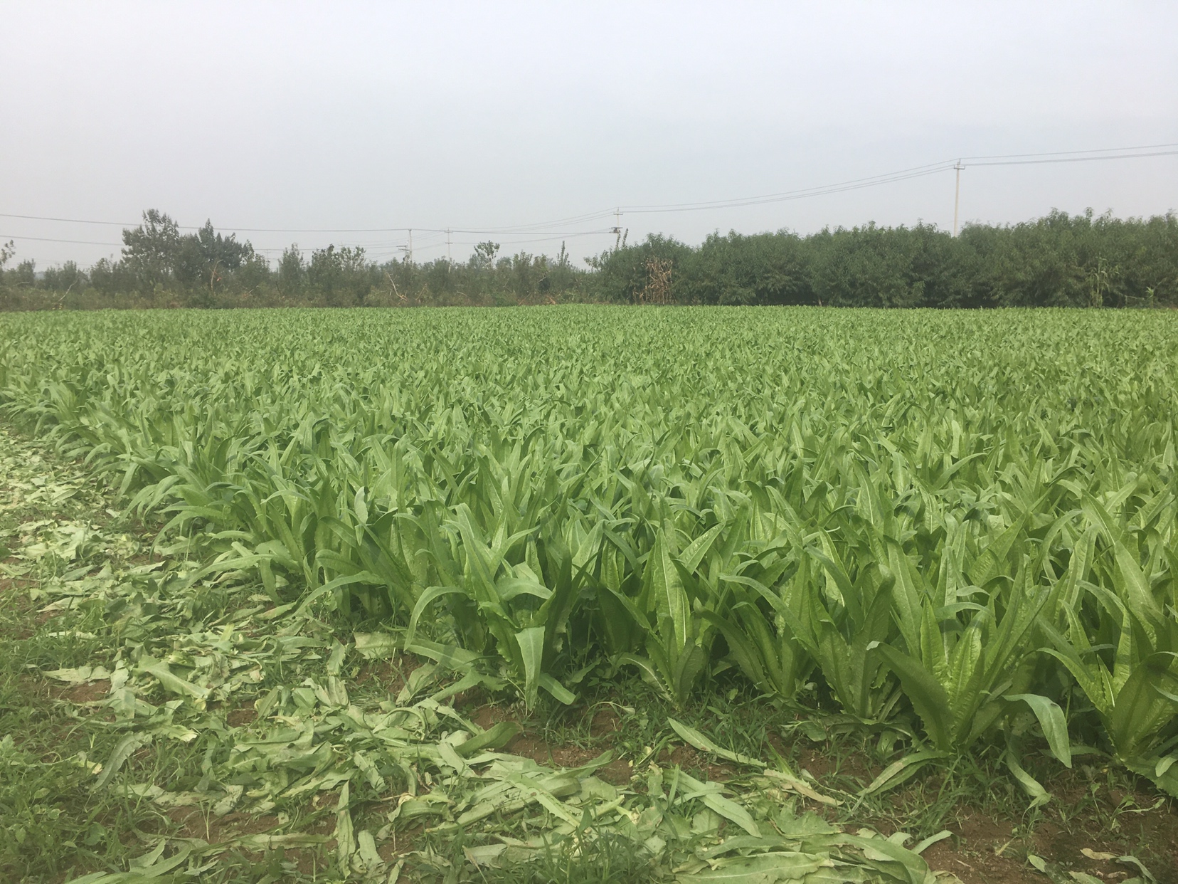 野油菜田间分布图