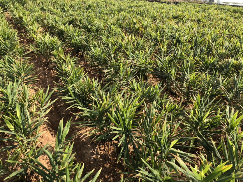 红芽姜植株特写