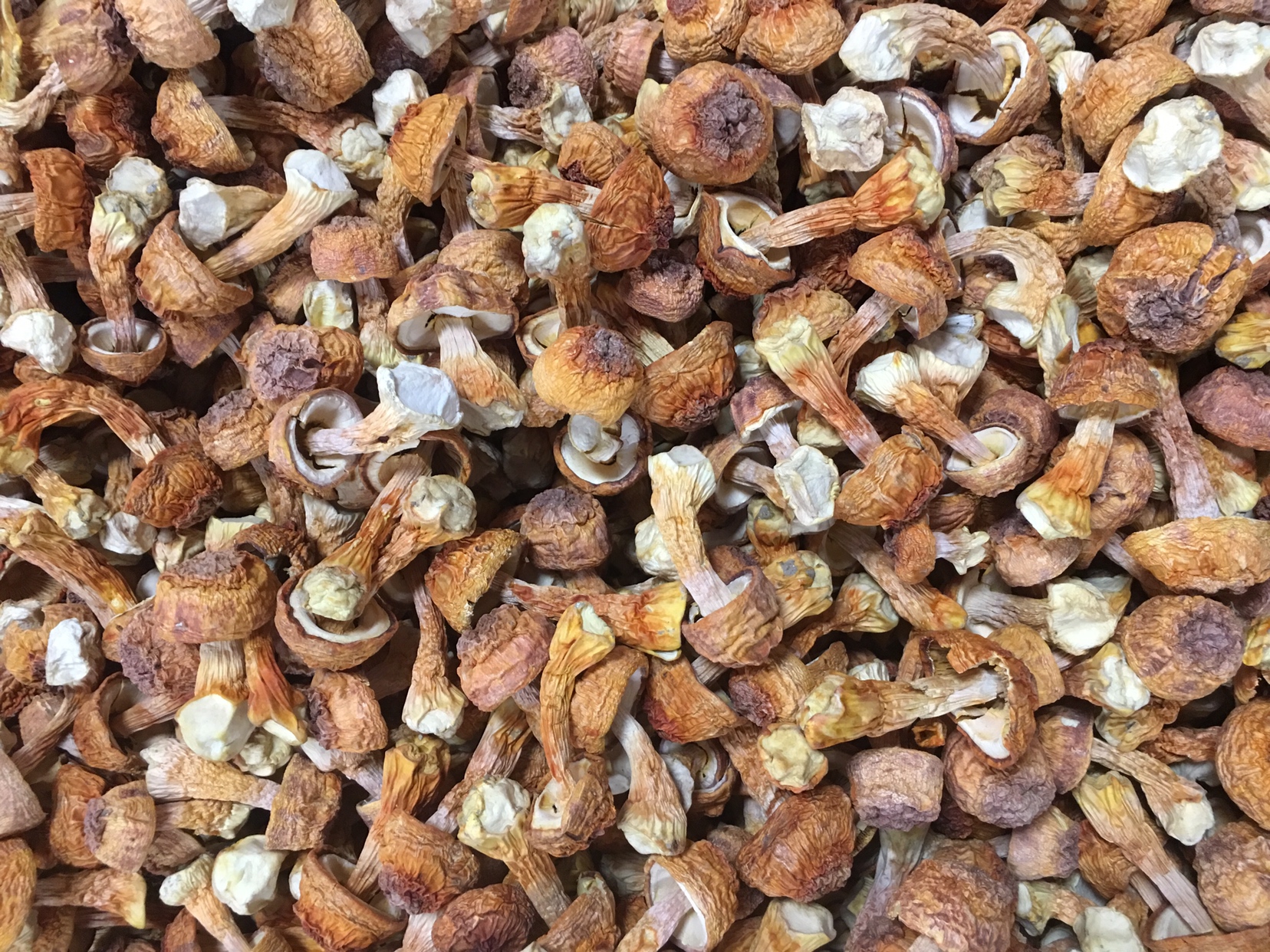 姬松茸与羊肚菌的对比图