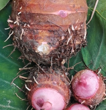 河南南阳500亩金香芋奉化香芋上市中红香芋量大