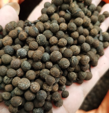 供应香樟种子 大叶香樟种子 樟树种子批发 香樟种子价格