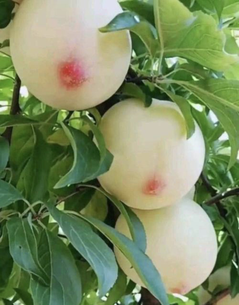 美人醉李子苗基地直销包成活技术南北方种植现挖现发