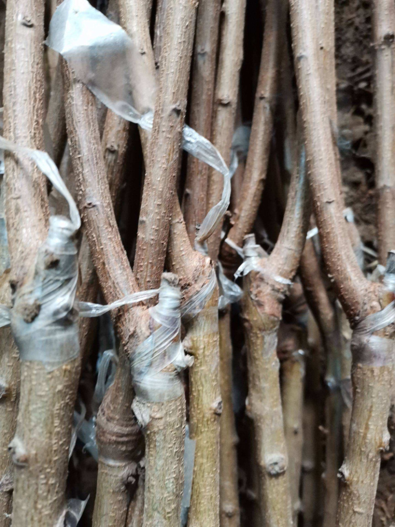 美人醉李子苗基地直销包成活技术南北方种植现挖现发