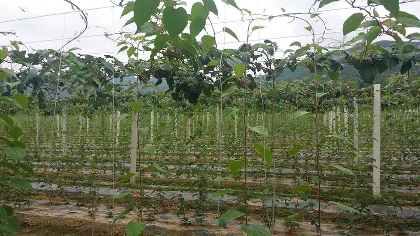 软枣猕猴桃伊赛果园航拍图