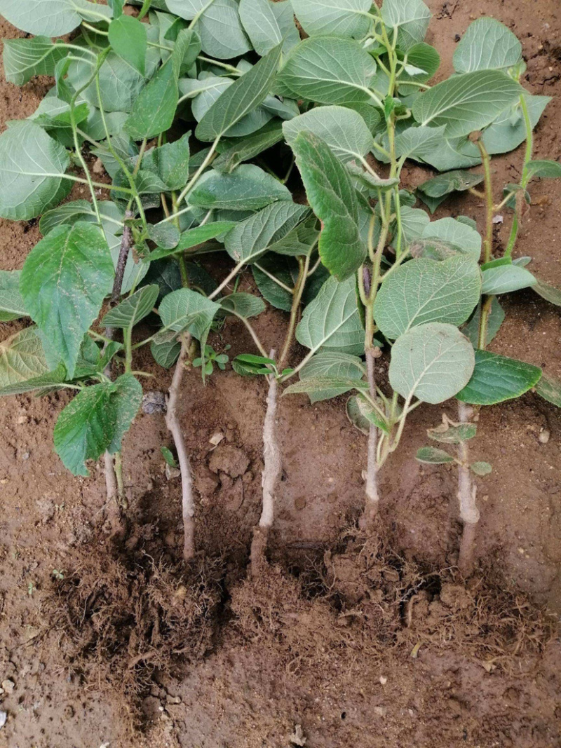 软枣猕猴桃苗 基地直销包成活技术南北方种植 现挖现发