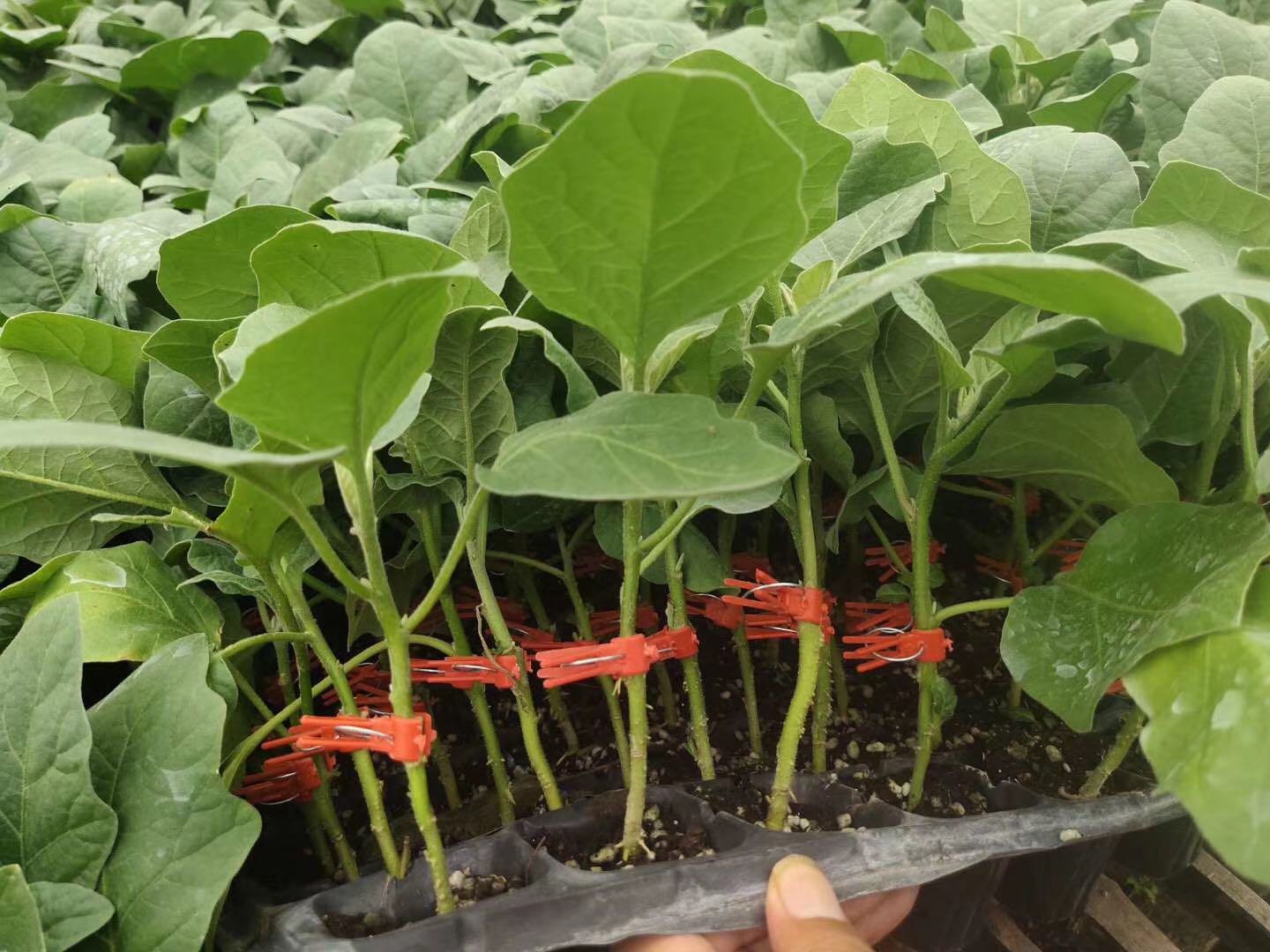 茄子幼苗达到四叶一心标准的状态特写