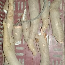 正品木薯源头供应价格实惠