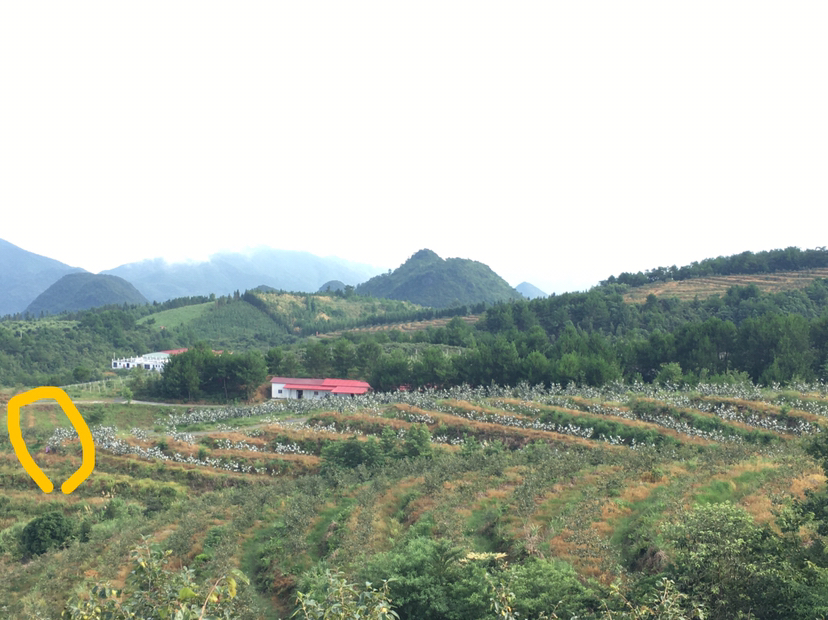 甜柿种植园规划与技术管理示意图