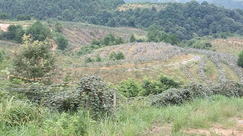 富有甜柿果园实景