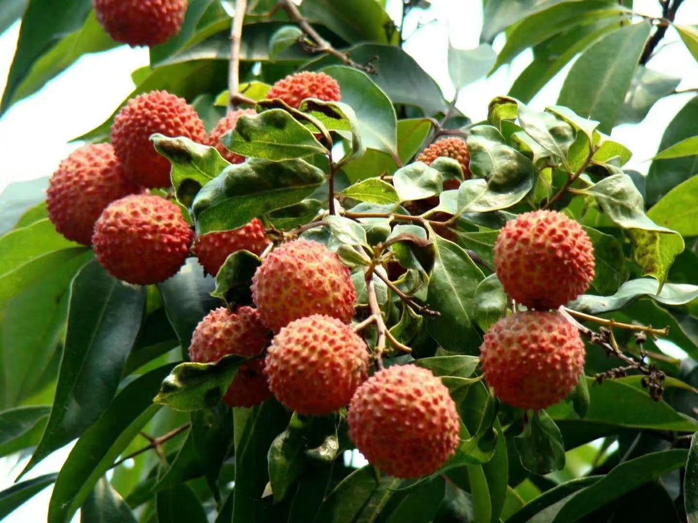 白蜡荔枝与桂味荔枝植株对比图