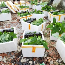 广西南宁市兴旺香蕉苗粉蕉苗培育基地