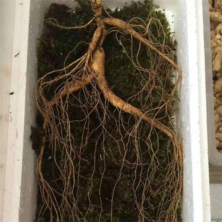 林下参种植环境:深山密林中自然生长的林下参,土壤湿润,环境原始 林下参种植环境
