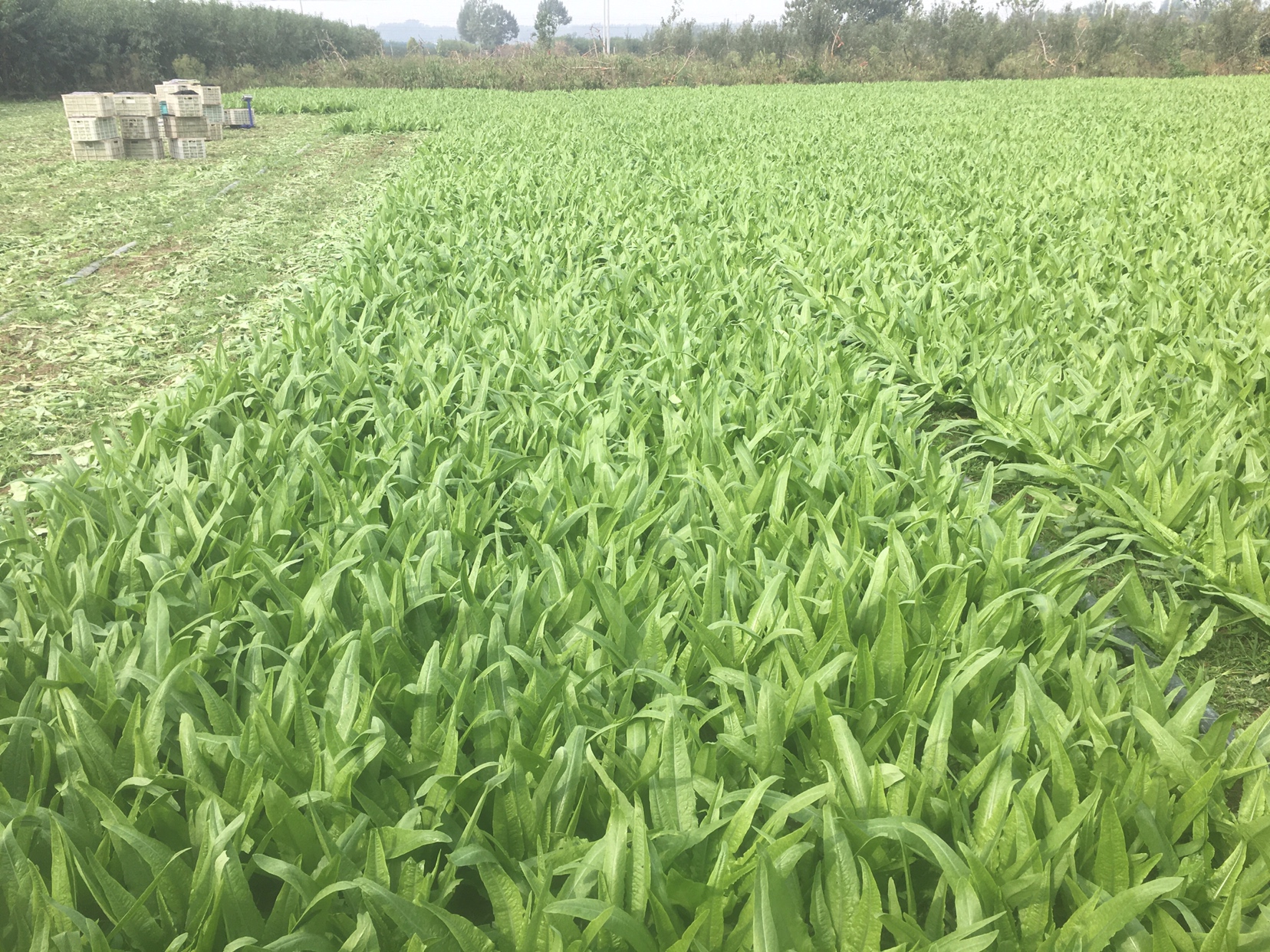 一片现代化蔬菜大棚内的油麦菜种植区,植株排列整齐,叶片深绿狭长,土壤覆盖黑色地膜;另一侧为露天莴笋田,植株间距较大,可见明显的粗壮绿色茎部露出地面,部分已接近成熟准备采收 油麦菜与莴笋田间生长实景图
