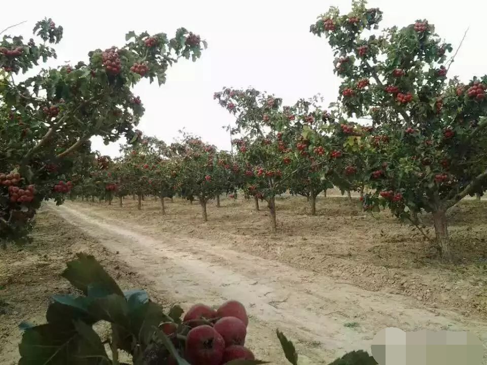 山楂干的产地在哪里？带你了解山楂干的地理分布与优质产区