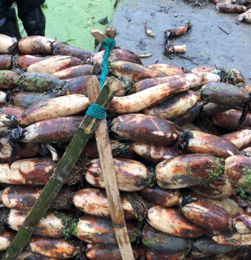 优质加工厂大地红莲藕