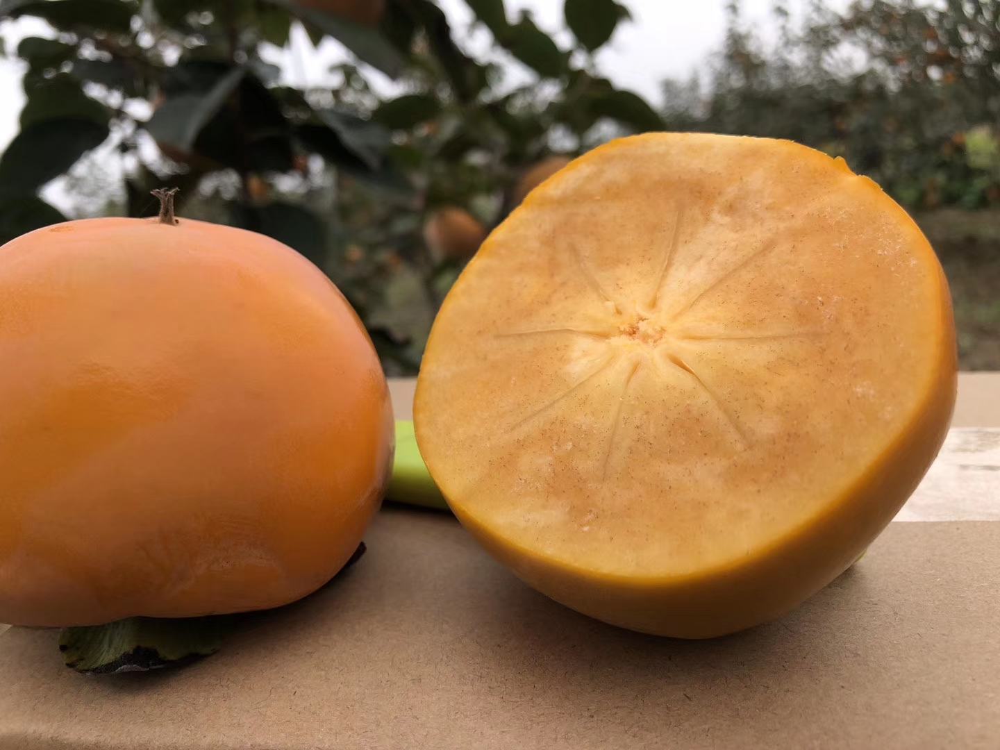 专业食品检测场景：实验员手持滴管将柿子提取液滴入白色瓷板凹槽，凹槽内已加入氯化铁试剂，溶液呈淡黄色无沉淀；旁置对比样本显示明显蓝黑色沉淀