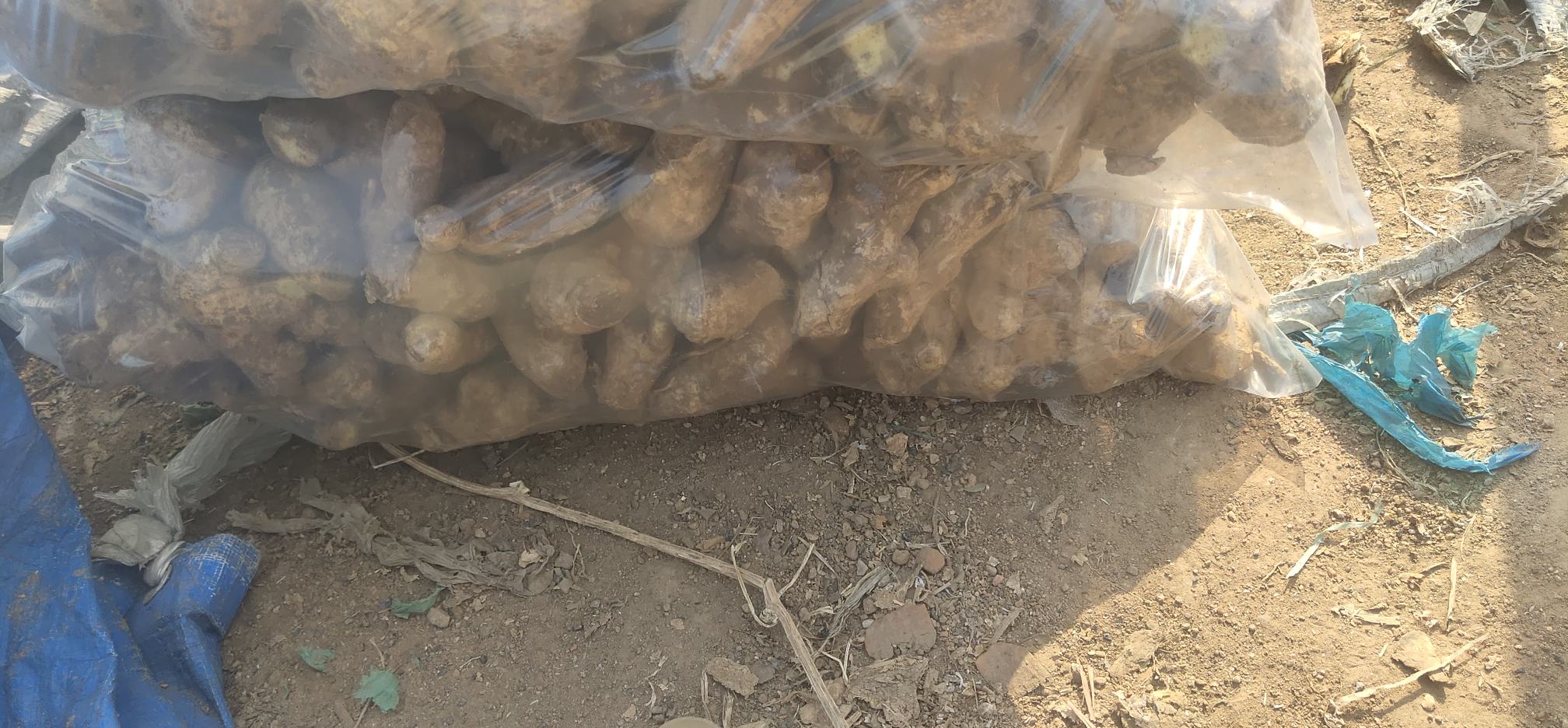 福建姜母品牌包装展示