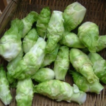 河南儿菜基地10月19号开始大量出货