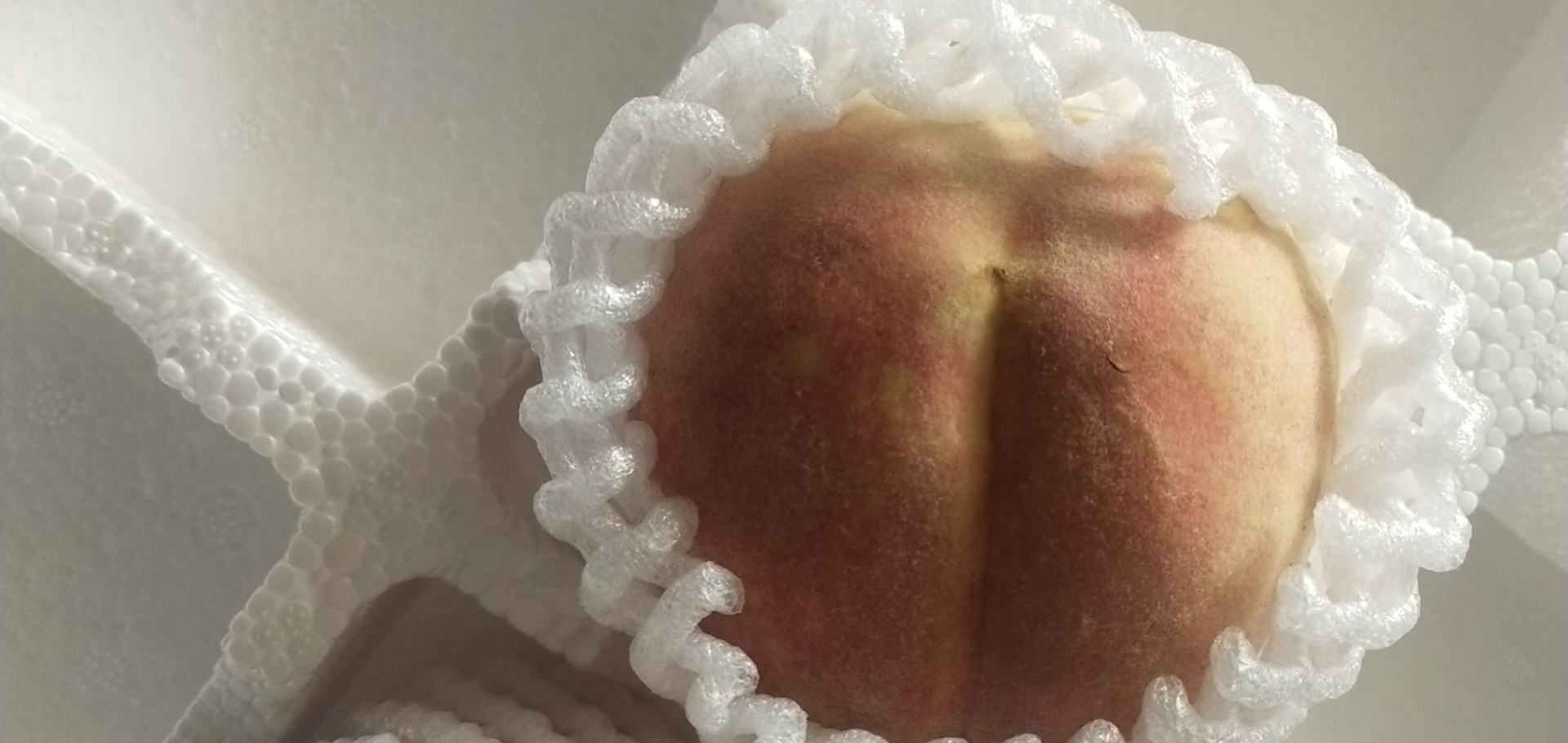 冬桃防风林与果实日灼对比图