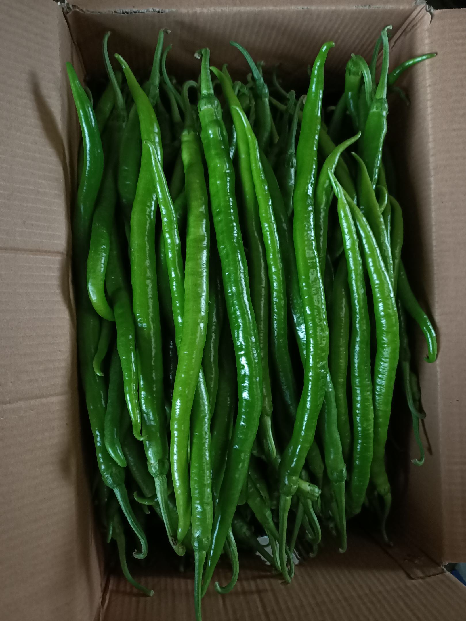 【精选】鲜辣椒 二荆条线椒 商超专供 产地直发 货源充足