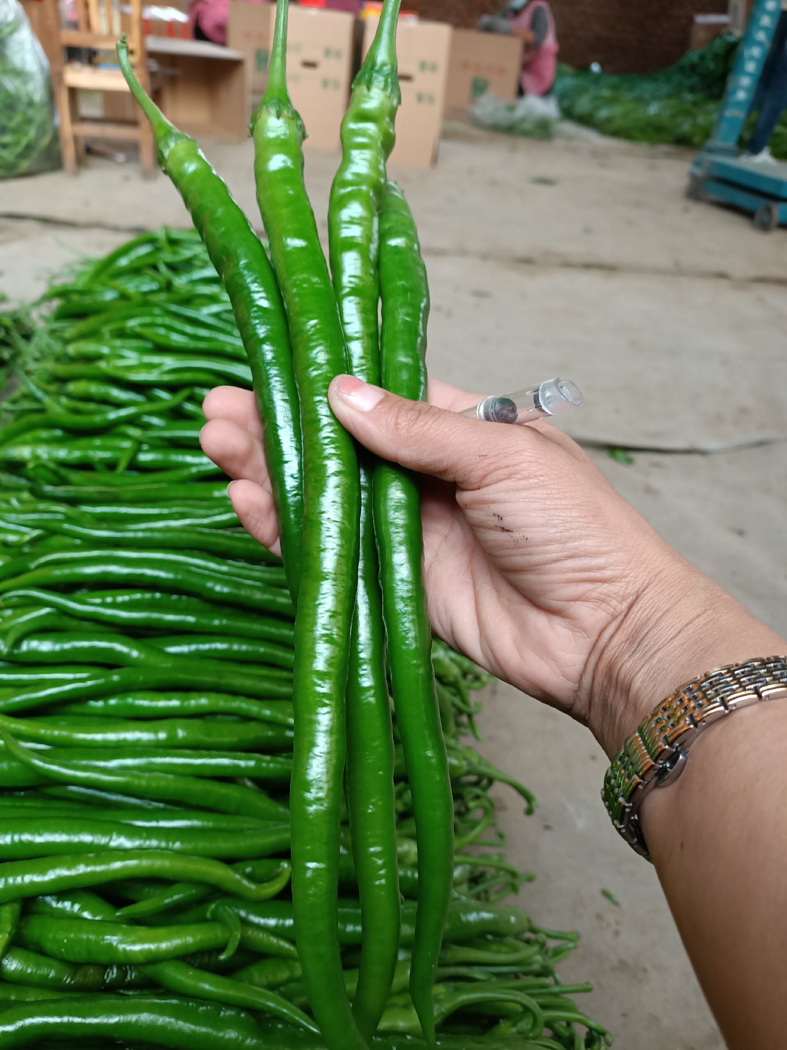 【精选】鲜辣椒 二荆条线椒 商超专供 产地直发 货源充足