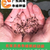 牛蛙蝌蚪苗牛蛙幼苗小圆头场地直销水产养殖