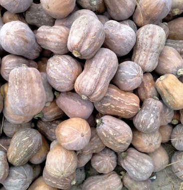 金香南瓜,菏泽市农业促进基地直发