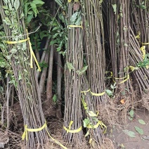 栾树苗栾树小苗黄山栾树苗黄山栾树小苗南方栾树包邮
