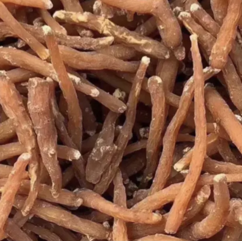 一根完整的红参根茎,表面呈深红褐色,质地坚实,断面呈角质样光泽,可见明显的环状纹理和树脂道点,旁边摆放着几片薄切红参片,展示其内部结构 红参切片特写