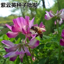 紫云英种子红花草食用野菜养蜂蜜源绿肥植物紫云英种子