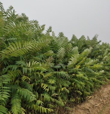 臭椿苗,臭椿,山西臭椿,臭椿树